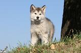 ALASKAN MALAMUTE 223